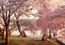 Cherry Blossom Wallpaper Free Download.