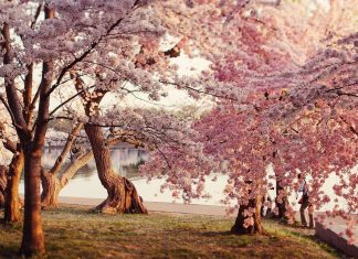 Cherry Blossom Wallpaper Free Download.