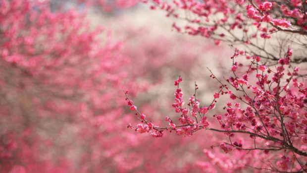 Cherry Blossom Wallpaper HD 1080p.