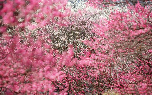 Cherry Blossom Wallpaper HD 1920x1200.