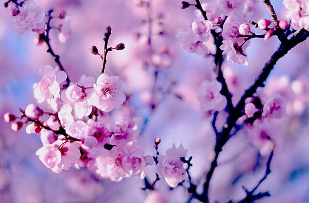 Cherry Blossom Wallpaper HD.