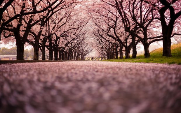Cherry Blossom Wallpaper HD Free download.