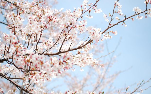 Cherry Blossom Wallpaper High Quality.