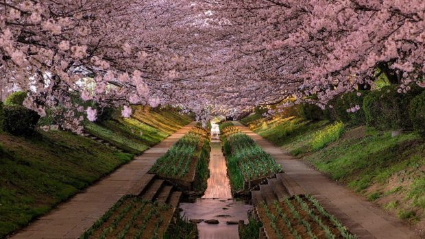 Cherry Blossom Wide Screen Background.