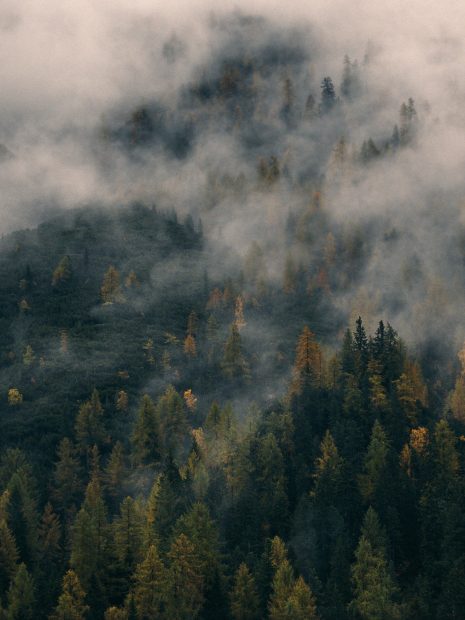 Cloud Forest Wallpaper HD.