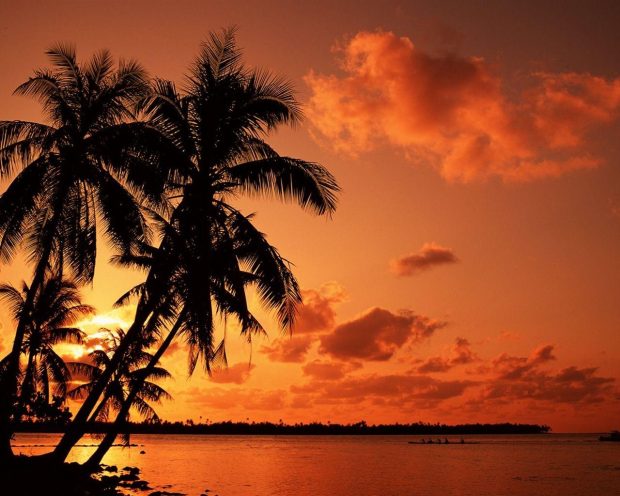 Coconut Tree Wallpaper Sunset Aesthetic.