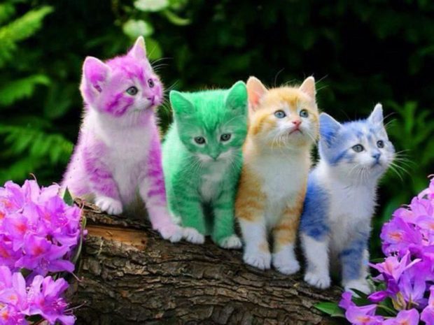Color Cute Cat Backgrounds.