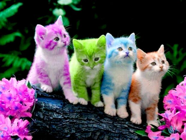 Color Kitten Wallpaper HD.