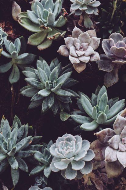 Cool Aesthetic Plants Background.