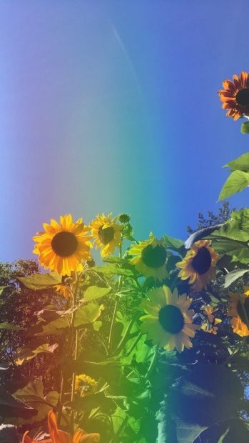 Cool Aesthetic Sunflower Backgrounds.