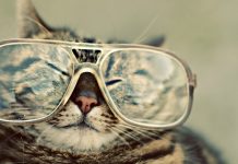 Cool Animal Backgrounds HD 1080p.