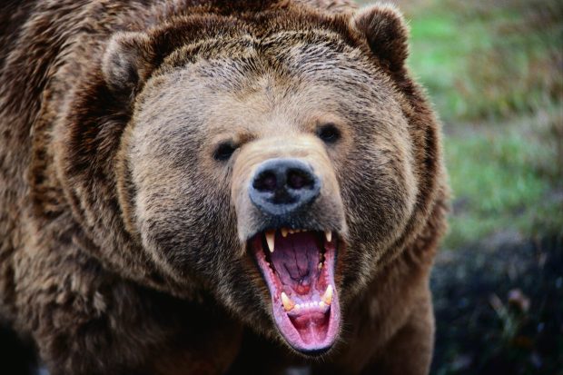 Cool Bear Background.