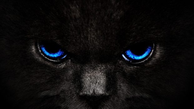 Cool Black Cat Background.