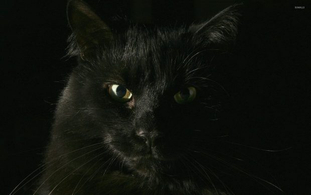 Cool Black Cat Wallpaper HD.