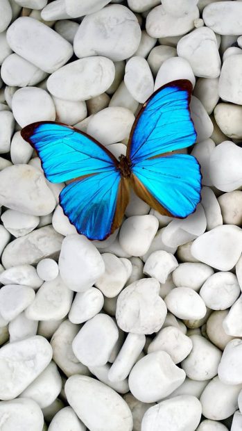 Cool Blue Butterfly Wallpaper Aesthetic HD.