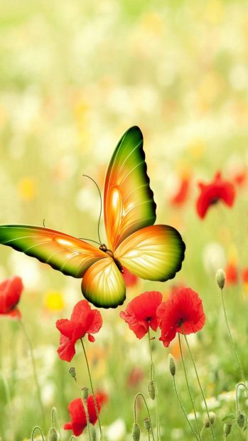 Cool Butterfly Background.