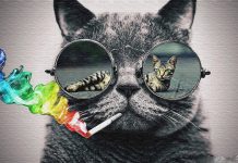 Cool Cat Backgrounds Free Download.