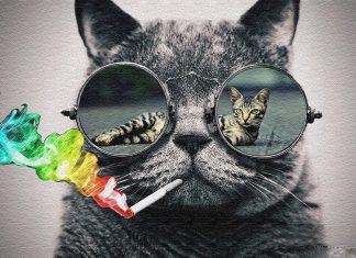 Cool Cat Backgrounds Free Download.