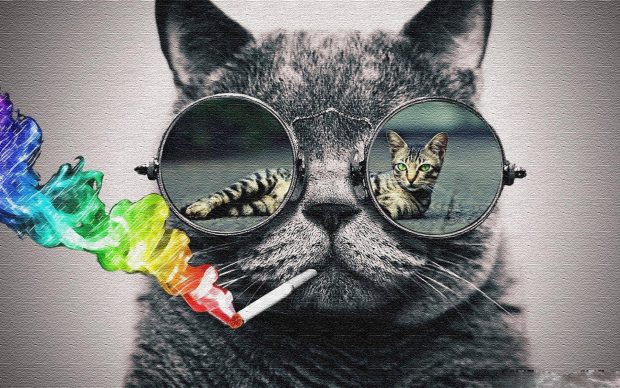 Cool Cat Backgrounds Free Download.