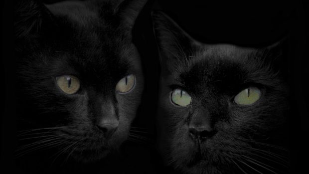 Cool Cat Backgrounds HD 1080p.