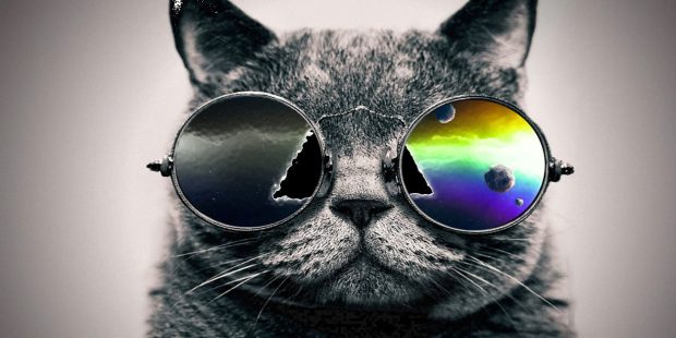 Cool Cat Backgrounds High Quality.