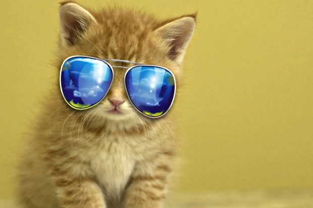 Cool Cat Cute Animal Backgrounds.