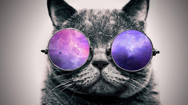 Cool Cat Desktop Background HD Backgrounds.