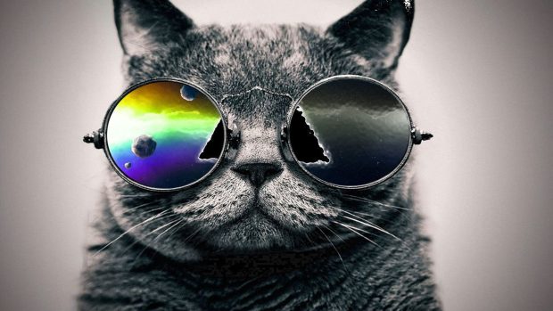 Cool Cat Wallpaper 1920x1080.