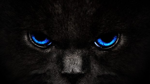 Cool Cat Wallpaper Dark.