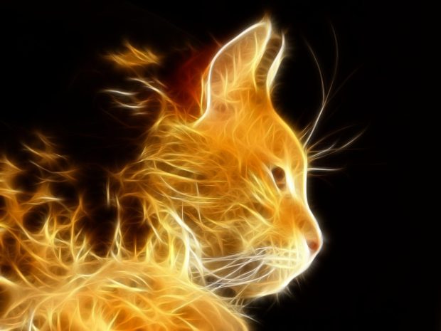 Cool Cat Wallpaper HD Free download.