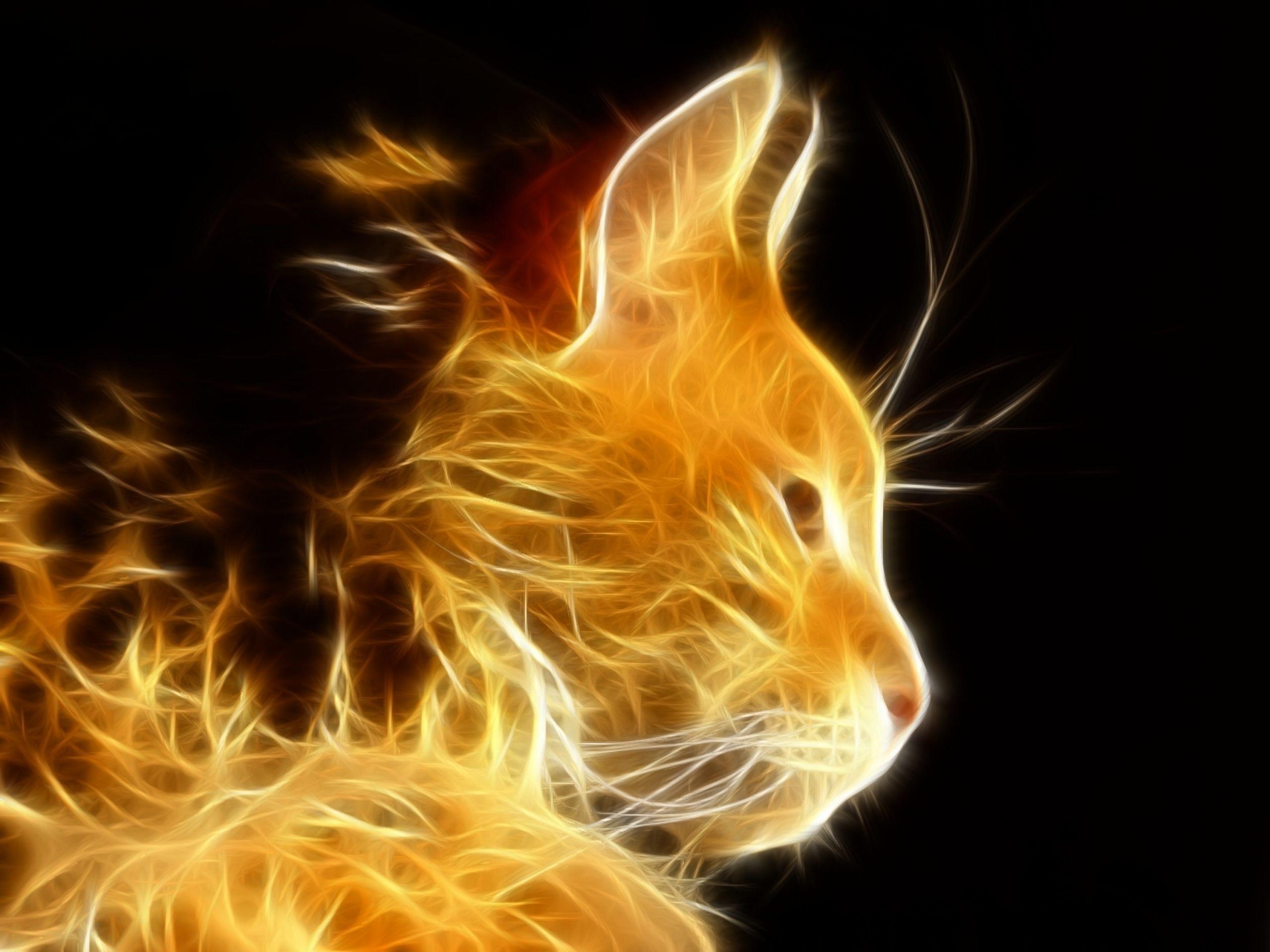 Cool cat 1080P 2K 4K 5K HD wallpapers free download  Wallpaper Flare