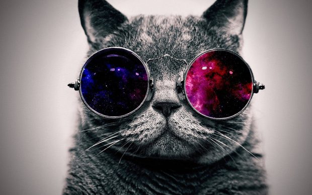 Cool Cats Background.