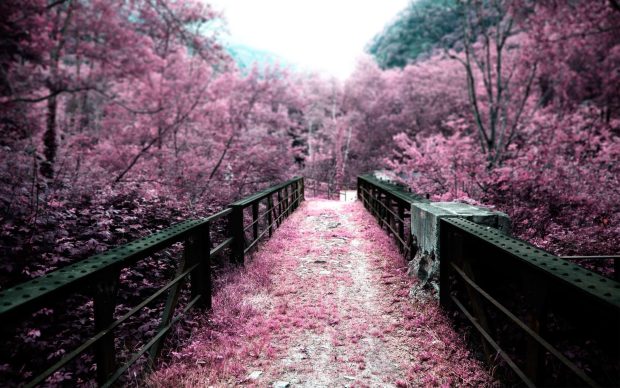 Cool Cherry Blossom Background.