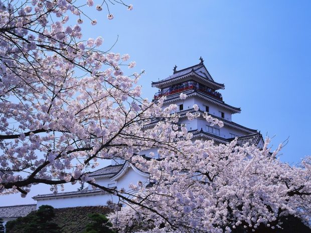 Cool Cherry Blossom Wallpaper.