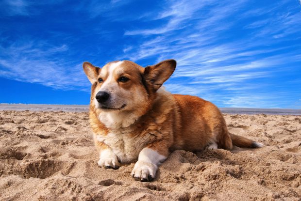 Cool Corgi Wallpaper HD.