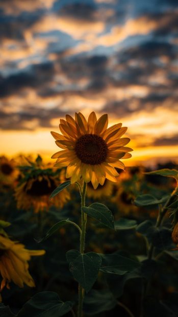 Cool Cute Sunflower Background.