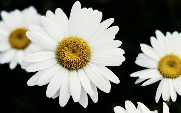 Cool Daisy Background.