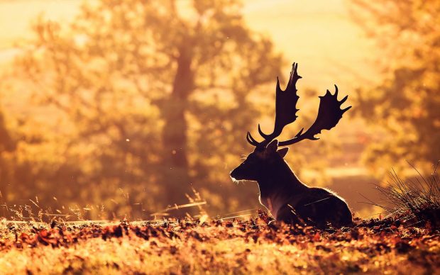 Cool Deer Wallpaper HD.