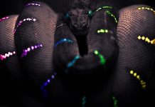Cool Desktop Backgrounds Snake.