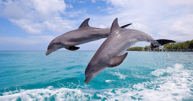 Cool Dolphin Wallpaper HD.