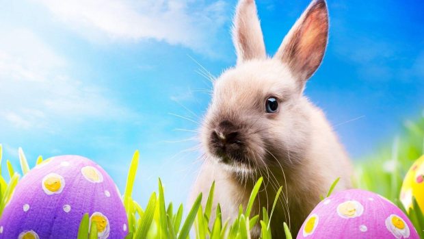 Cool Easter Bunny Wallpaper HD.