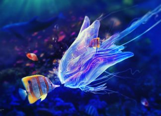 Cool Fish HD Wallpaper Free download.