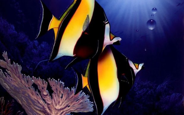 Cool Fish Wallpaper.