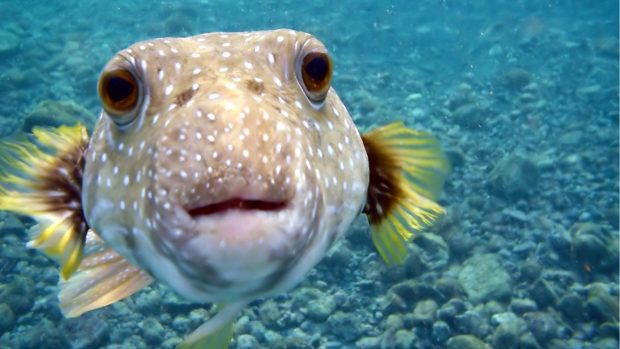 Cool Fish Wallpaper HD Free download.
