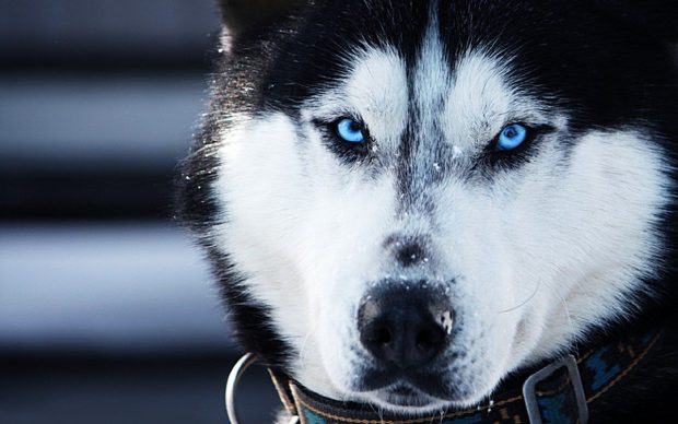 Cool Husky Background.