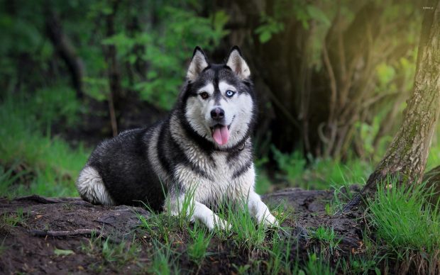 Cool Husky Wallpaper HD.