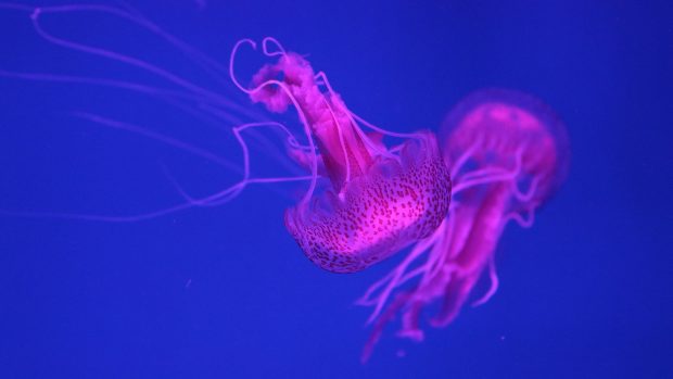 Cool Jellyfish Wallpaper HD.