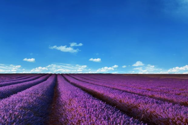 Cool Lavender Background.
