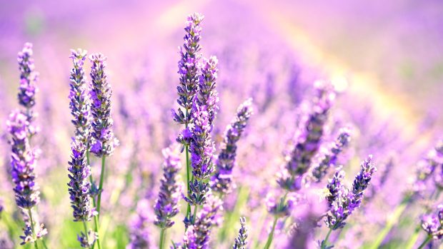 Cool Lavender Wallpaper HD.