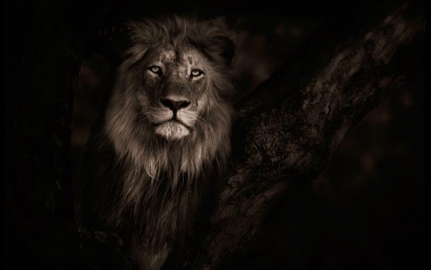 Cool Lion Background.